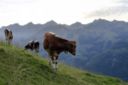 Dove mangiare bene in Svizzera