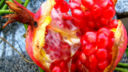 La marmellata di melograno con la ricetta per il Bimby