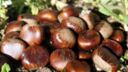 Come fare le castagne bollite con la ricetta facile