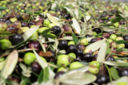 Olio d'oliva: il 2014 verrà ricordato come una pessima annata