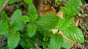 Come fare lo sciroppo di menta con la ricetta per il Bimby