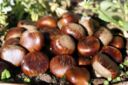 Le castagne al forno, ecco la ricetta e il tempo di cottura