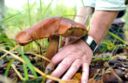 I funghi commestibili, tutte le varietà, come sceglierli e le ricette da provare