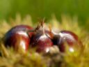 Zuppa di castagne, la ricetta e le varianti regionali