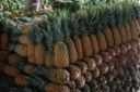 Le proprietà dell'ananas e i modi d'uso di questo frutto esotico