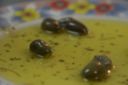 Come fare le olive in salamoia, ecco i consigli di Gustoblog