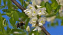 La marmellata ai fiori di acacia con la ricetta originale