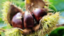 La crema di castagne con la ricetta per il Bimby