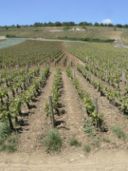Visite Report: Domaine de la Romanée-Conti, réflexion (4èr partie)
