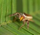 Il ragno vegetariano scoperto in Messico e Costa Rica