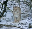 Bentornata lince, nel Parco delle Dolomiti Bellunesi!