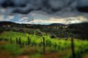 Oggi, mi rilasso col wwoofing!
