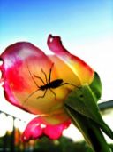 Seminario ISPRA: il suolo italiano è il più ricco di biodiversità