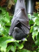La sindrome da naso bianco minaccia i pipistrelli francesi