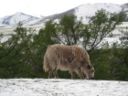 Gli Yak nel Parco delle Dolomiti Bellunesi