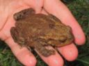 Sos anfibi: la notte dei rospi per salvare i "bufo bufo"