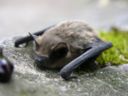 Zanzare: anche a Venezia si combattono con i pipistrelli. In arrivo le bat box