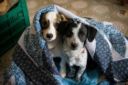 Animali: in Italia diminuti gli abbandoni dei cani nell'estate 2009