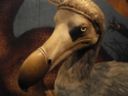 Scoperte nuove immagini del Dodo