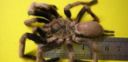 Invasione di tarantole giganti in Australia