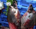 Tonno rosso: stop alla pesca per Francia e Gran Bretagna