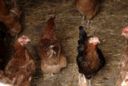 Affittasi galline per superare la crisi