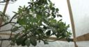 Ultima chance per salvare l'albero della gomma dell'isola di Sant'Elena