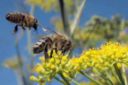 Morìa delle api: il Ministro Zaia conferma lo stop ai pesticidi