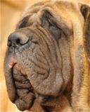 Il cane è troppo grosso? Non può usare l'ascensore