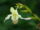 Scoperta in Ecuador l'orchidea più piccola del mondo