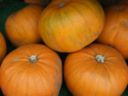 Come cuocere la zucca al microonde alla perfezione