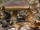 5 ricette con i funghi pleurotus più gustose e facili