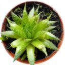 Come usare l'aloe con la ricetta depurativa per frullati