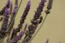 Conoscere le erbe: la lavanda