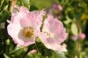 Conoscere le erbe: la rosa canina