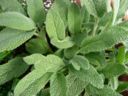 Cucinare con le erbe: la salvia