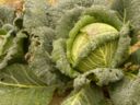 Le 5 migliori ricette con la verza facili e gustose