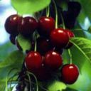 Ricette stuzzichini: focacce con ciliegie e rosmarino