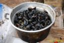 Finger food: cozze con purea di ceci