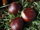 Come fare i marron glace con la ricetta facile