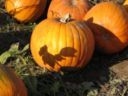 Come fare la zucca al vapore con la ricetta rapida