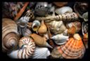 Cucina russa: fantasia di frutti di mare