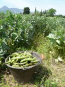 Ricetta della minestra primaverile di fave