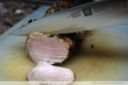 Filetto di maiale alle ciliegie marasche