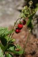 Ricette dolce: Fragoline alla cardinale