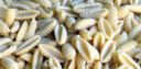Ricetta pasta fredda: gnocchetti sardi con salmone affumicato, zucchine e yogurt magro