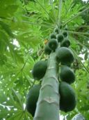 Ricette cinema: l’insalata di papaya verde del Profumo della papaya verde