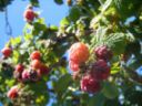 Ricette frutta: i lamponi nel melone