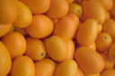 I kumquat, ovvero gli agrumi più piccoli