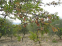 Ricette da bere: liquore alla mandorla